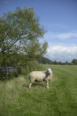 Naklejka na ściany i meble sheep in the field