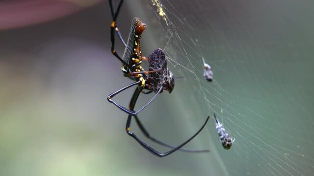 4K nature wildlife footage of spider wrapping an insect that has just been caught in its web.