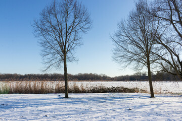 Winter landscape with snow, trees 