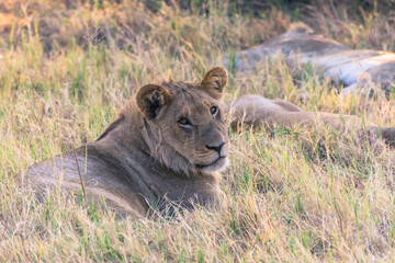 Botswana. Chobe National Park. Savuti. Juvenile male lion (Panthera leo).