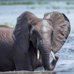 Africa, Botswana, Chobe National Park, Elephant (Loxodonta africana) plays and splashes while cooling off in Chobe River