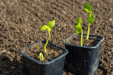 Seedlings in plastic black pots on the background of fresh earth in the garden