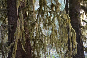 Trees Moss Forest