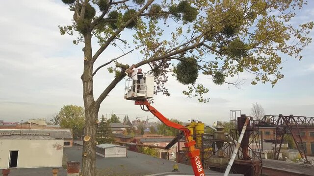 Two male service workers cutting down big tree branches with chainsaw from high chair lift platform.