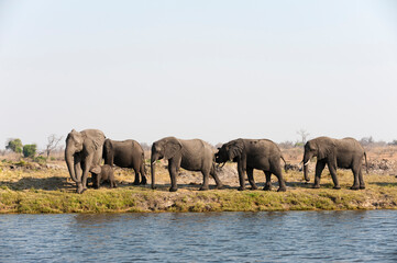 Fototapeta premium Elephants (Loxodonta africana), Chobe National Park, Botswana.