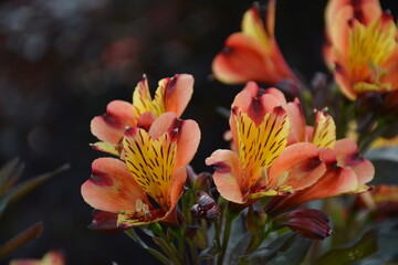 Flower Lillies Tiger Asiatic