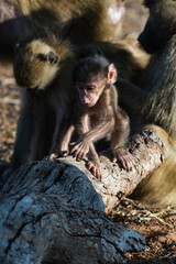 Chacma Baboon (Papio Hamadryas ursinus), Chobe National Park, Botswana.