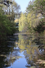 Fototapeta premium river in the forest