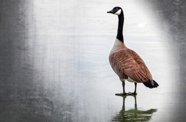 Close up of a single Canada Goose standing on a frozen pond.