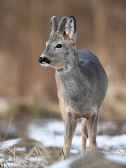 Roe deer male ( Capreolus capreolus )