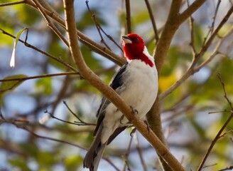 red billed kingfisher