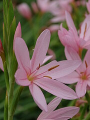 SCHIZOSTYLIS COCCINEA. LIRIO DE RÍO.  