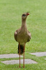 african grey crowned crane