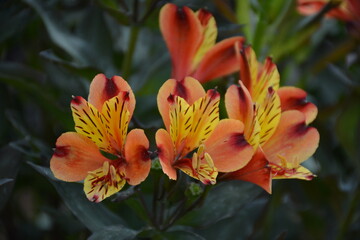 Fototapeta na wymiar lillies red yellow asiatic