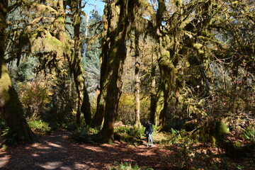 Fototapeta premium Tree Branches Moss Forest