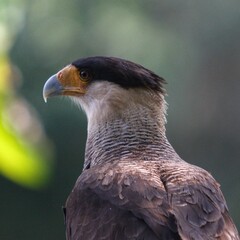The crested caracara (Caracara plancus), is a bird of prey in the family Falconidae. As presently defined, the crested caracara is found in South America, the southern United States, including Florida