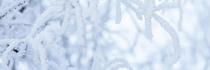 Snow and rime ice on the branches of bushes. Beautiful winter background with trees covered with...