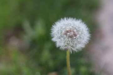 dandelion on green background