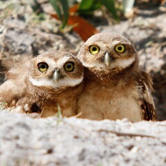 Couple of burrowing owl