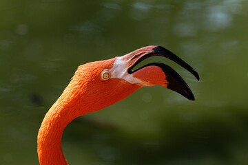 close up of a flamingo