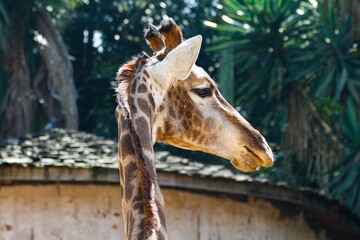 portrait of a giraffe