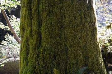 moss texture