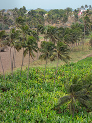 Fototapeta na wymiar Agriculture near Pedra Badejo. Santiago Island, Cape Verde.