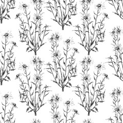 Seamless pattern of wild chamomile flowers. Chamomile flowers sketch. Black and white Chamomile.