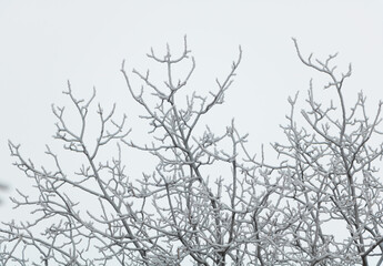 Icicles on a fruit tree and white cloudy sky - meteorological concept