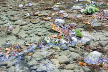 small river with gray stones overgrown with moss with blurry background, used as a background or texture, soft focus