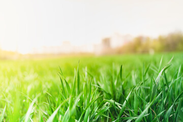 Young green winter wheat growing in soil. Juicy spring  against the background of a sunset glare.Wheat seedlings growing in a field, landscape with copy space.