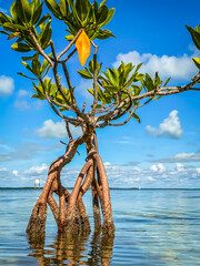 A close up of a single mangrove tree growing out of the water in the Florida Keys, surrounded by...