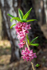 Pink flowers of February daphne, Daphne mezereum in blooming in sunny spring day. Focus on foreground, vertical view.