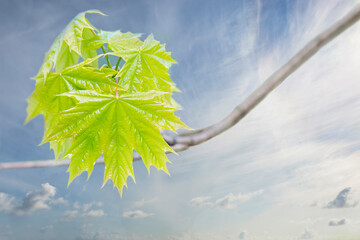 newly emerging norway maple leaves on a blue sky
