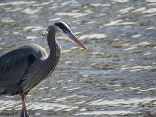 Great Blue Heron