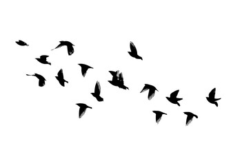 A flock of flying birds. Vector illustration