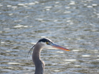 Great Blue Heron