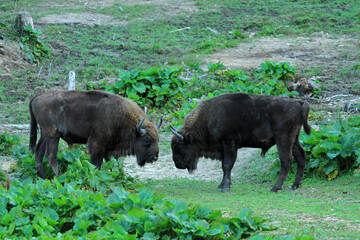 Fighting European Bison in Bieszczady Mountains, Poland