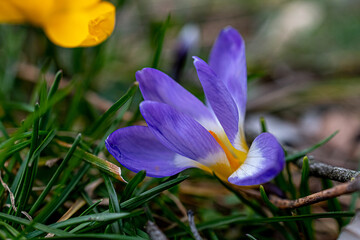 macro photography of colorful flowers crocus in spring. Natural background. Flowers background. Beautiful neutral colors	