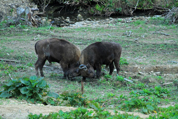 Fighting European Bison in Bieszczady Mountains, Poland