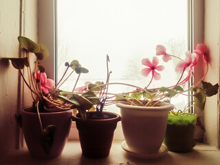 Cyclamens bloom on the windowsill and wait for spring.