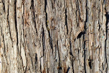 Texture of bark of living growing tree. Average plan. Rough texture. Natural background, gray-brown color