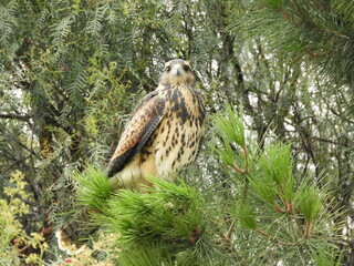 Mixed hawk perched in a pine tree in Patagonia Argentina