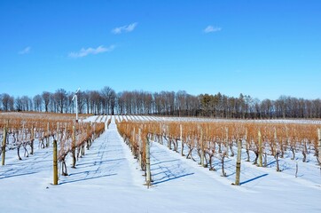 Winter Vineyard on hill in the heart of Finger Lakes Wine Country, New York	
