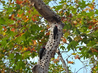 Acorn woodpeckers storing acorns, as food for a later day, in the holes of oak trees, in the Sequoia National Forest, California.  © Scenic Corner
