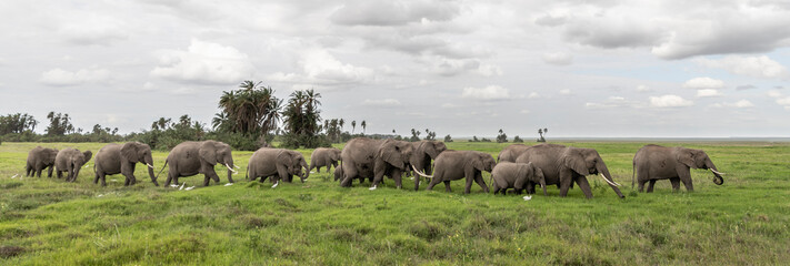 Africa, Kenya, Amboseli National Park. Elephants on the march.