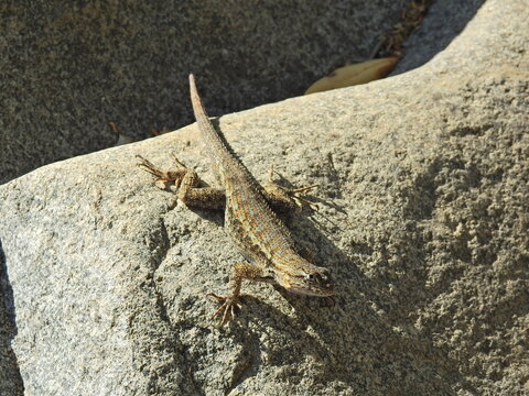 A western fence lizard, perched on a granite rock in the Sequoia National Forest, Sierra Nevada Mountains, California. 