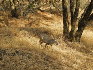 Mule deer enjoying a beautiful day in the Sequoia National Park, Sierra Nevada Mountains, California. 