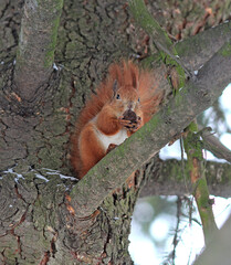 squirrel on a branch gnaws a delicious nut