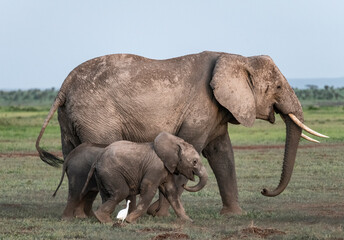 Fototapeta na wymiar Africa, Kenya, Amboseli National Park. Adult elephant and two juveniles.